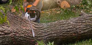Best Lawn Disease Treatment  in Dundee, OR