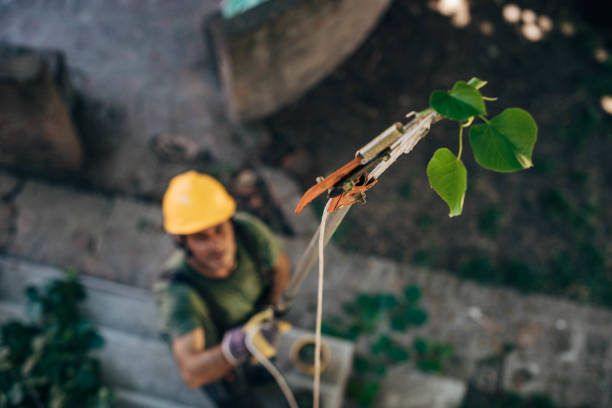 Best Tree Risk Assessment  in Dundee, OR