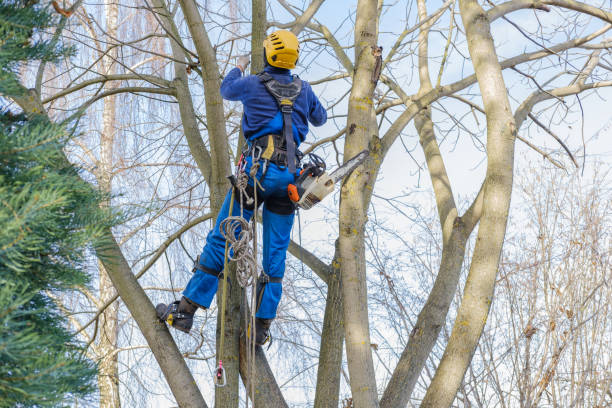 Best Firewood Processing and Delivery  in Dundee, OR