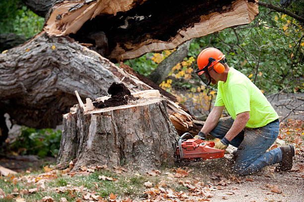 Best Tree Planting  in Dundee, OR