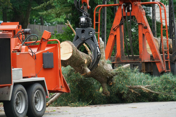 Best Tree Trimming and Pruning  in Dundee, OR