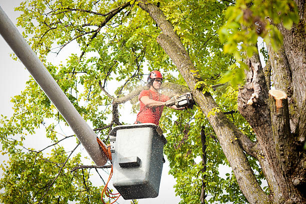 Best Arborist Consultation Services  in Dundee, OR
