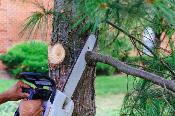 Best Fruit Tree Pruning  in Dundee, OR